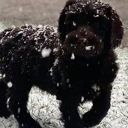Australian Labradoodles from LakeRidge Labradoodles