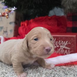 Cream - Cream male Dachshund puppy in West Plains, Missouri from Spring Creek Dachshunds