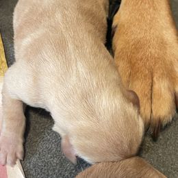 Female 2nd Pick - Yellow Labrador Retriever puppy in Muskegon, Michigan from Punches Paws Labradors
