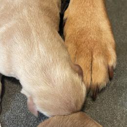 Female 2nd Pick - Yellow Labrador Retriever puppy in Muskegon, Michigan from Punches Paws Labradors