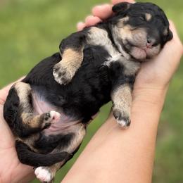 Uma - Tri-color female Bernedoodle puppy in Lecanto, Florida from Lecanto Puppy