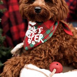 Cavapoo Puppies from Campbell's Cavapoos
