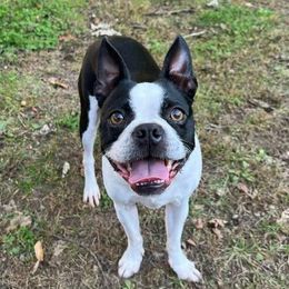 Boston Terriers from Blessed with Bostons