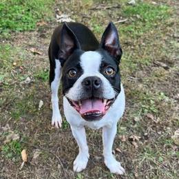 Boston Terriers from Blessed with Bostons