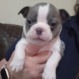 Orange collar - Blue male Boston Terrier puppy in Shreveport, Louisiana from Cristi's Port Bostons