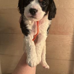 Tater - Tri-color male Cavapoo puppy in Linden, Michigan from Maple Drive Doodles
