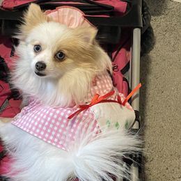 Pomeranian Puppies from ARC Kennels