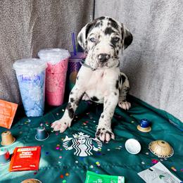Liam - Harlequin male Great Dane puppy in Climax, Michigan from Beaver Creek Danes