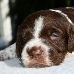 Luigi - Liver roan male Brittany puppy in Hollidaysburg, Pennsylvania from Royal Flush Farms