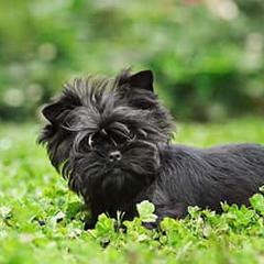 Affenpinschers from High Peaks Farm