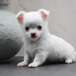 Portia - Chocolate and white female Chihuahua puppy in Tulsa, Oklahoma from H-3 Chihuahuas