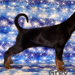 Doberman Pinscher Puppies from Ruiz Dobermans