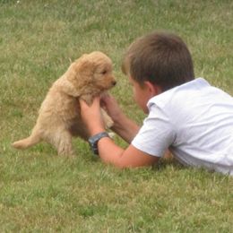 Goldendoodle and Shetland Sheepdog Puppies from Odyssey Kennels
