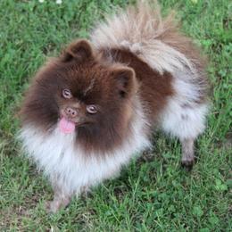 Tucker - Chocolate parti male Pomeranian puppy in Bogata, Texas from Kerrie’s Pomeranian