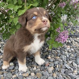 Australian Shepherd Puppies from Rocky Mountain Aussies