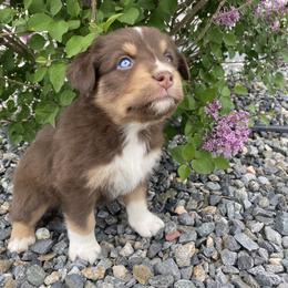 Australian Shepherd Puppies from Rocky Mountain Aussies