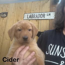 Cider - Yellow male Labrador Retriever puppy in Tigard, Oregon from Morrison Labrador Retreivers