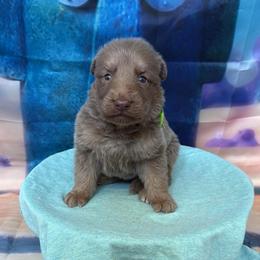 Patrick - Isabella male German Shepherd puppy in Magnolia, Texas from K & Q Shepherds