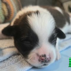 Green Collar Gulliver - Brown and white male Shichon puppy in Upland, California from IDREAMOFPUPPIES