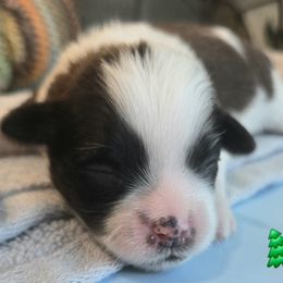 Green Collar Gulliver - Brown and white male Shichon puppy in Upland, California from IDREAMOFPUPPIES