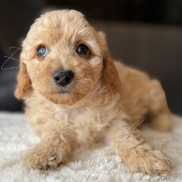Poodle puppies from Emerald City Poodles & Doodles