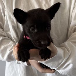 Luna - Silver brindle Dutch Shepherd puppy in Watertown, Connecticut from APACHE CANINE