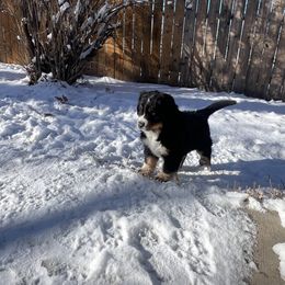Bernese Mountain Dog Puppies from Bastian Mountain Dogs