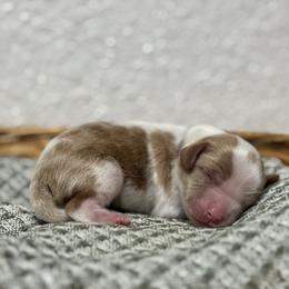 Mr. Blue - Blenheim male Cavalier King Charles Spaniel puppy in Port Richey, Florida from Sunshine State Cavaliers