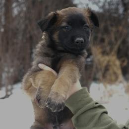 Drogo - Fawn male Belgian Malinois puppy in Baltimore, Maryland from Abenteurer German Shepherds & Belgian Malinois