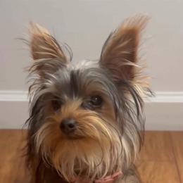 Lizzy girl - Yorkshire Terrier
