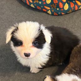 Raven - Black and tan female Pembroke Welsh Corgi puppy in Boyd, Texas from Barker's Corgis