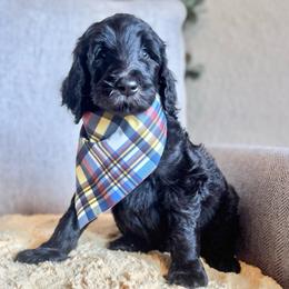 Smore- Tan Collar - Black male Goldendoodle puppy in Bay City, Texas from Charming Doods Goldendoodles
