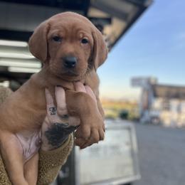 Wheeler - Yellow male Labrador Retriever puppy in Puyallup, Washington from 12 Door Farm Labradors