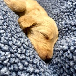 Goldendoodle and Poodle Puppies from SnickerDoodlePups