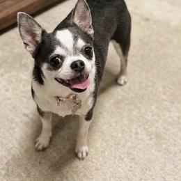 Belle - Blue and white female Chihuahua puppy in De Quincy, Louisiana from Guys Cajun Paws