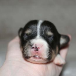 Mayo - Black and tan female Pembroke Welsh Corgi puppy in Washington from Castle View Royal Rumps