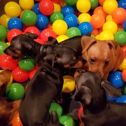 Miniature Pinscher Puppies from Sidels Miniature Pinscher