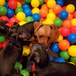 Miniature Pinscher Puppies from Sidels Miniature Pinscher