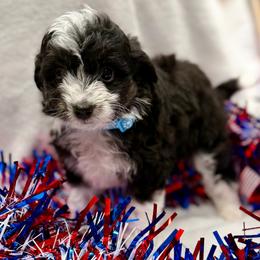 Blue collar toy - Black tri-color male Aussiedoodle puppy in 32046, Florida from River Hill Ranch