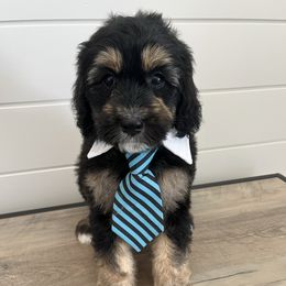 Winston - Phantom male Bernedoodle puppy in Garrettsville, Ohio from Sunset Family Farm