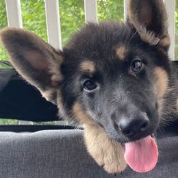 German Shepherds from German Shepherds