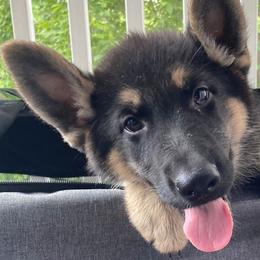 German Shepherds from German Shepherds
