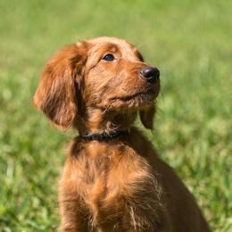 Mr. Black - Apricot male Goldendoodle puppy in New Caney, Texas from New Caney Doodles