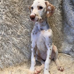 Dalmatian Puppies from City Dals