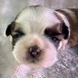 Cadbury - Gold and white male Shih Tzu puppy in Winston Salem, North Carolina from Little Miracles Shih Tzu