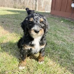 Sulley - Phantom male Bernedoodle puppy in Wamego, Kansas from Doodles of Oz