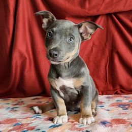 Ozzy - Blue and white male Teddy Roosevelt Terrier puppy in Claremore, Oklahoma from Travelin' Man Terriers