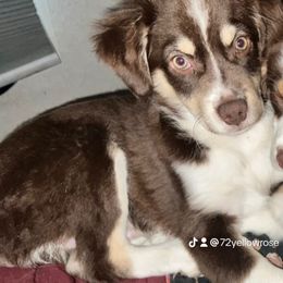 Miniature Australian Shepherd All Grown Up from Z’s Mini Aussies