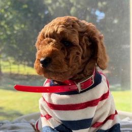 Benny - Red  male Goldendoodle puppy in Frederick, Maryland from Honey Blossom Doodles