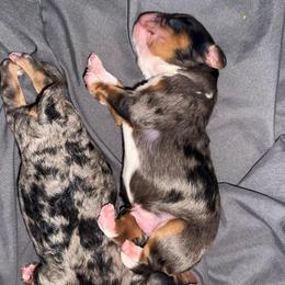Cobalt - Merle male Cavapoo puppy in Knoxville, Tennessee from Duke’s Forever Doodles